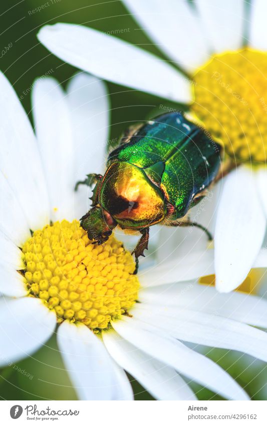 Rosenkäfer auf Abwegen Margerite Käfer weiß gelb grün glänzend golden schillernd krabbeln Blüte Pollen Bestäubung Blütenstaub blühen Garten Sommer Wiese