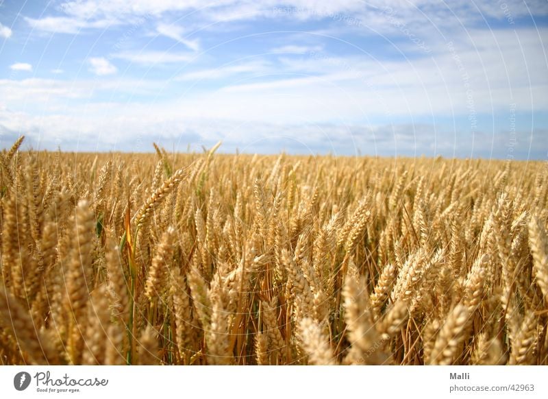 getreidemeer Feld Weizen gelb Wolken Getreide Himmel blau gold Ferne Sonne Amerika