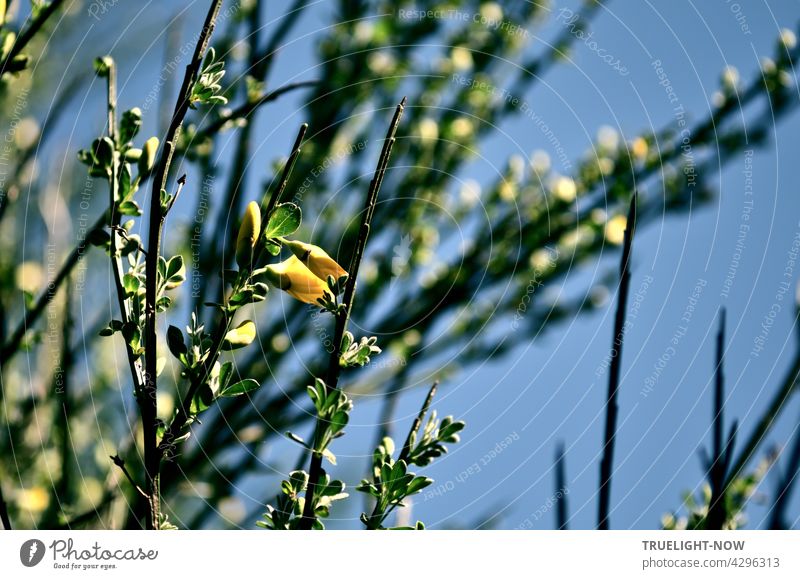 Der Ginster jubelt. Blüten und Zweige voll Kraft. Frühling - weisst du noch? Pflanze Genista Garten Sonnenschein leuchten Natur Umwelt blühen grün gelb Strauch