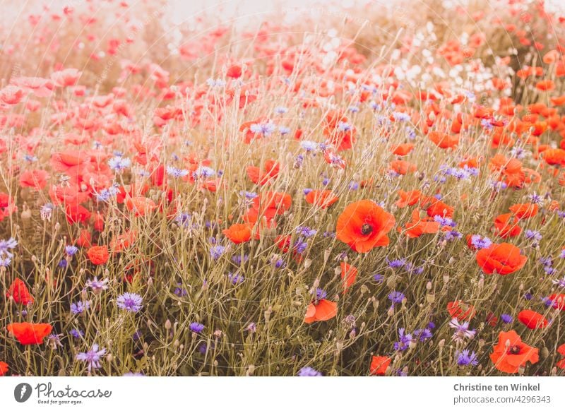 Mohn und Kornblumen auf einem Hügel im Gegenlicht Mohnblüte Papaver rhoeas Klatschmohn Mohnwiese rot blau Licht Sommer schön Blühend Feld Wiese Blumenwiese