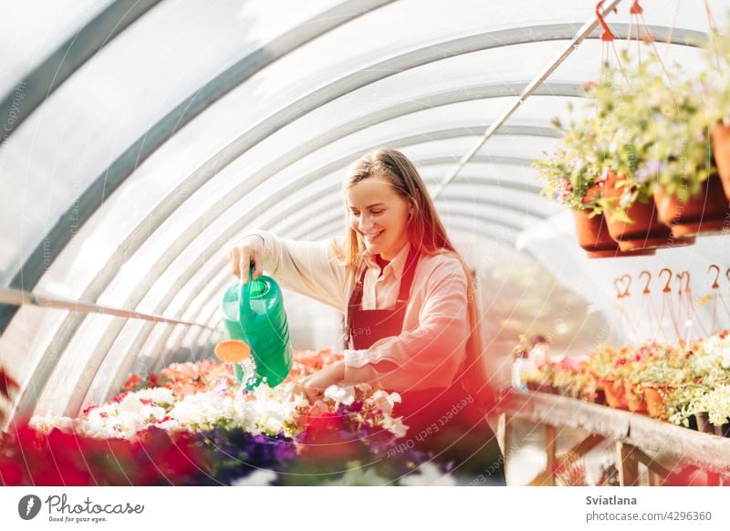 Professionelle Gärtnerin wächst Blumen in einem Gewächshaus. Tägliche Pflege der Pflanzen. Gartencenter, Blumenladen Wachstum Bewässerung Blumentopf