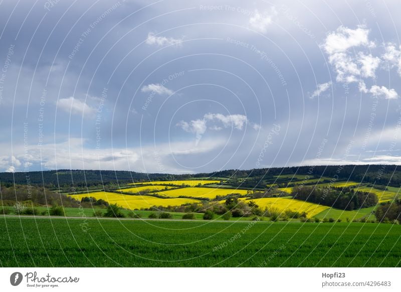 Landschaft im Frühling zur Rapsblüte Natur Nahaufnahme ländlich Feld Ackerboden acre Himmel Baum Außenaufnahme blau Menschenleer Tag Farbfoto Sonnenlicht Wetter