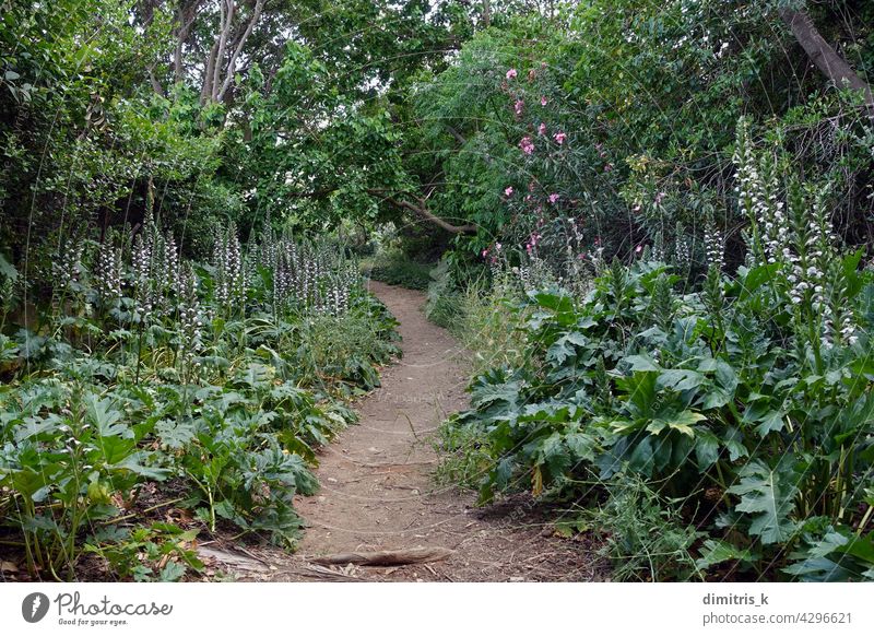 Fußweg mit Akanthuspflanze Blumen Weg Pflanze Bäume Nachlauf Abkürzung unten Natur Landschaft Frühling Schmutz Blatt mehrjährig Vegetation springtme