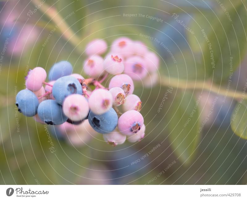 Pink Blueberry Natur Pflanze Nutzpflanze Garten Wachstum unreif warten Blaubeeren Landwirtschaft Ernte pflücken Zweig Sträucher Netzwerk Frucht Jubiläum