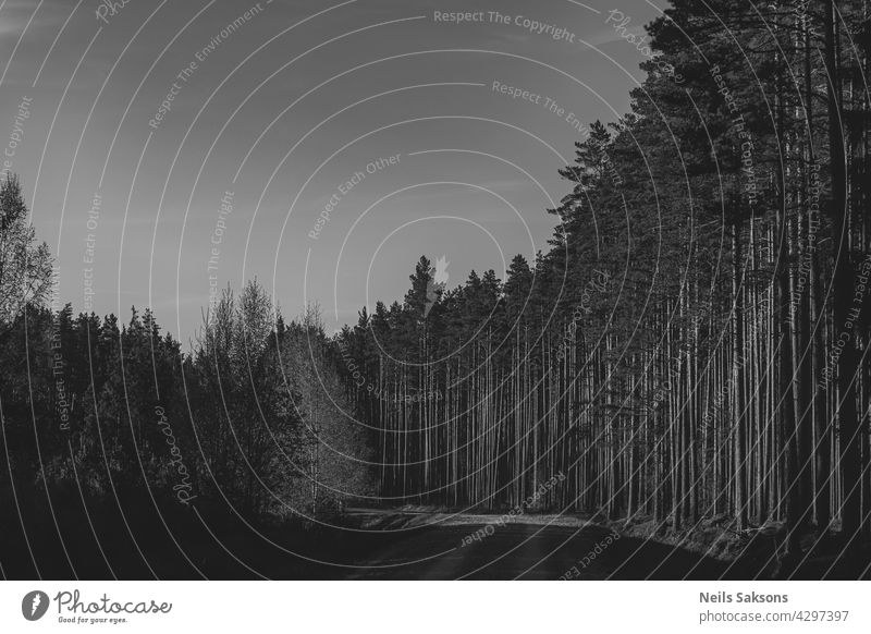 Kiefernwald in Lettland. Schwarz und weiß Frühling Sonnenuntergang Version. Wald Weg Straße Schmutz Sonnenlicht Saum warm nadelhaltig Landschaft Holz Gegend