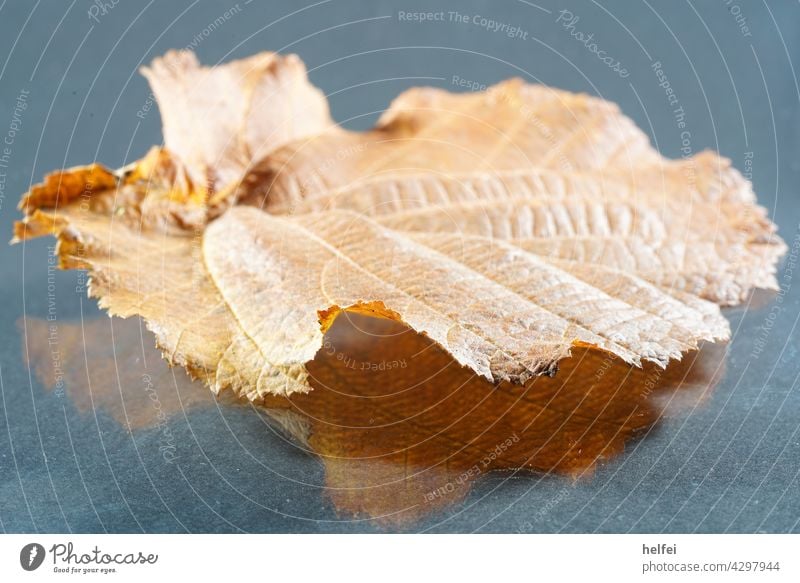 Haselnuss Blatt auf reflektierenden Untergrund im Detail fotografiert Nuss haselnussbraun Hintergrund Pflanze Farbfoto frisch Blätter Lindenbaum Reflektion