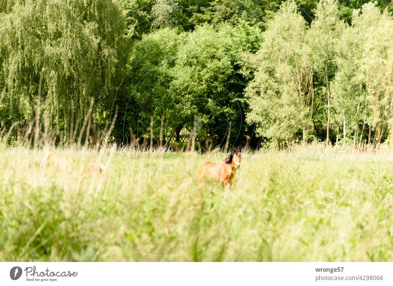 Pferde hinter hohen Pflanzen auf einer Wiese in der Nähe der vorbeifließenden Beke Sommer Gras Tier Weide Nutztier Außenaufnahme Flussnähe grün Farbfoto Herde