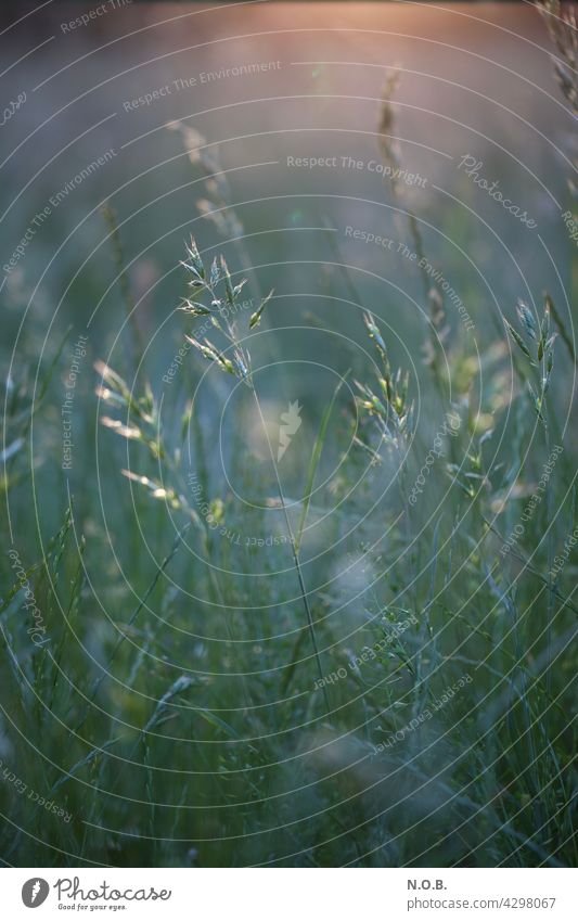 Gräser im Morgenlicht morgens Morgenstimmung Außenaufnahme Natur Menschenleer Morgendämmerung Sonnenlicht Farbfoto ruhig Stimmung Wiese Gras Licht