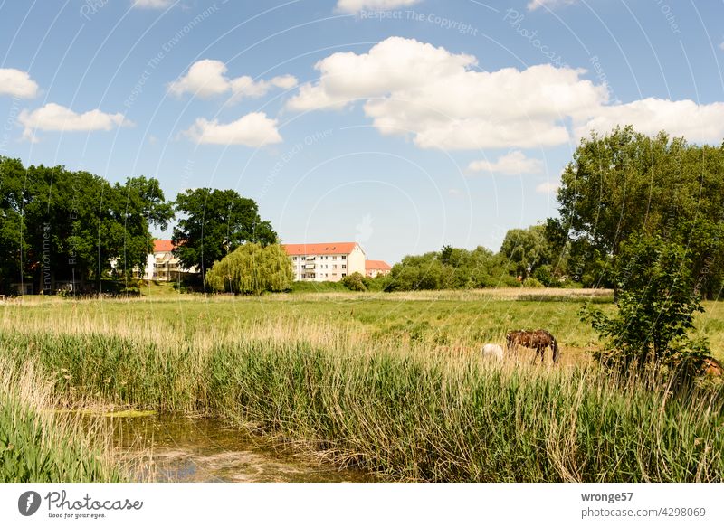 3 grasende Pferde auf den Wiesen am Rande des langsam dahinfließenden Flüsschen Beke in Mecklenburg- Vorpommern Uferwiesen Fluss Schilfgürtel Schilfrand Sommer