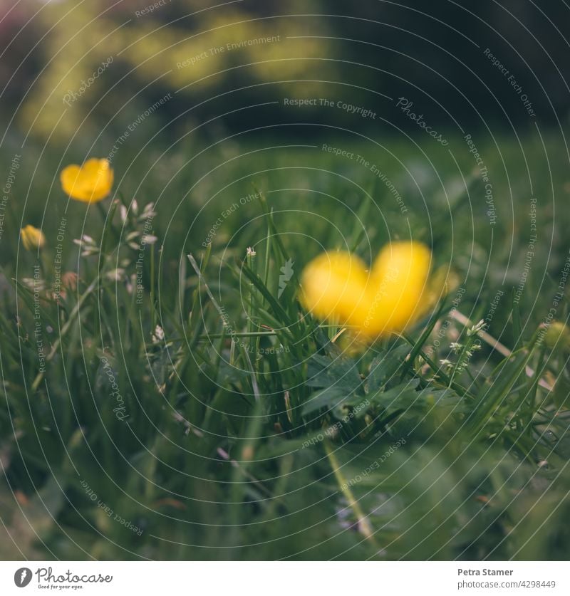 Sonnenherz, gelbes Herz Gelb Grün Blüte Gras Wiese Blume Pflanze Natur Außenaufnahme Menschenleer Niemand