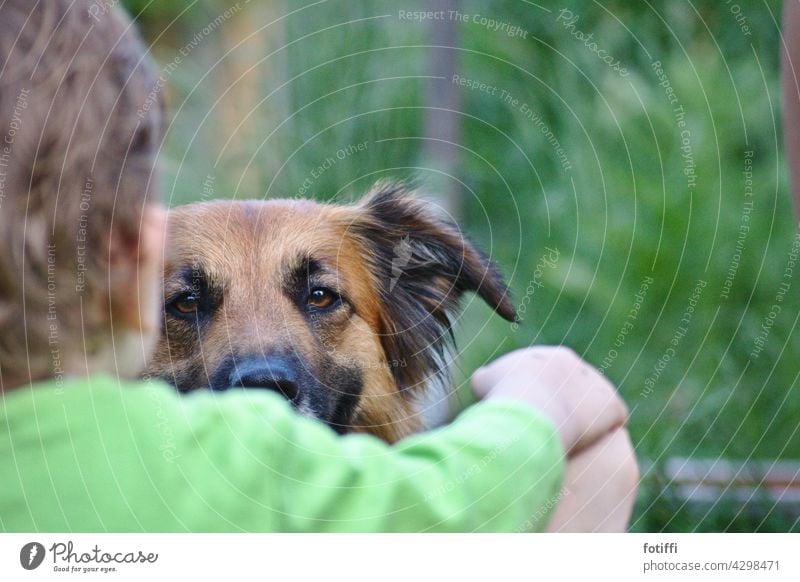 hündischer Schulterblick Hund gucken sanft Blick Tierporträt beobachten Haustier Neugier Tierliebe Verbundenheit Außenaufnahme freundlich