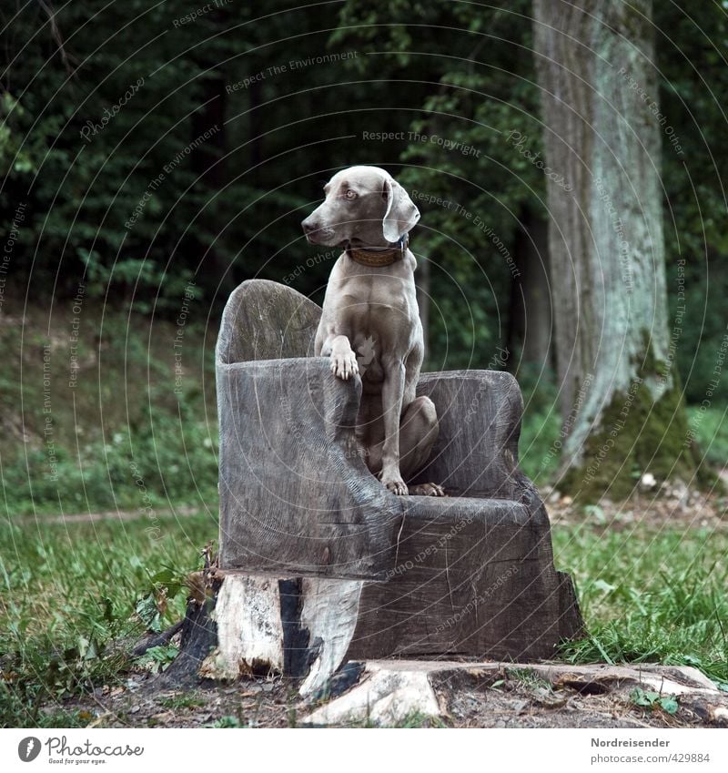 Man reiche mir mein Leckerli.... Baum Gras Wald Wege & Pfade Tier Hund beobachten Jagd sitzen ästhetisch Erfolg frech muskulös loyal achtsam Wachsamkeit