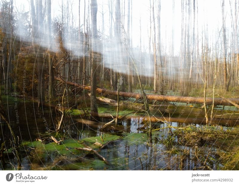 jenseits der Ruhe im Moor kahle Bäume Himmel Natur Strukturen & Formen Doppelbelichtung Silhouette Bewegungsunschärfe Brandenburg Baumstumpf Sumpf Landschaft