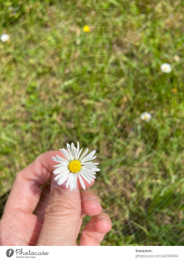 plümchen. Blume Natur Blüte Pflanze Nahaufnahme Farbfoto Außenaufnahme Detailaufnahme Garten Makroaufnahme Blühend Schwache Tiefenschärfe natürlich Frühling