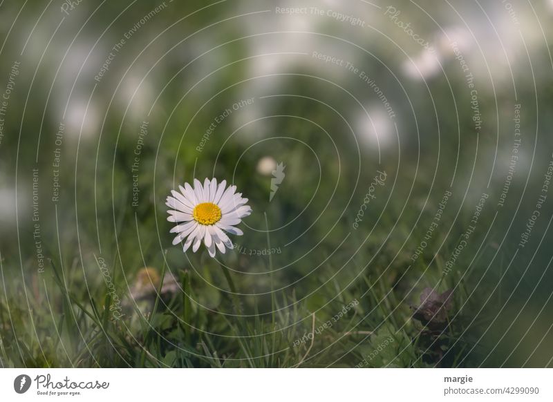 ....ich bin auch ein Gänseblümchen! Sommer Wiese Blume Gras Pflanze Rasen grün Blüte Garten Blühend Außenaufnahme Unschärfe Wildpflanze Blumenwiese