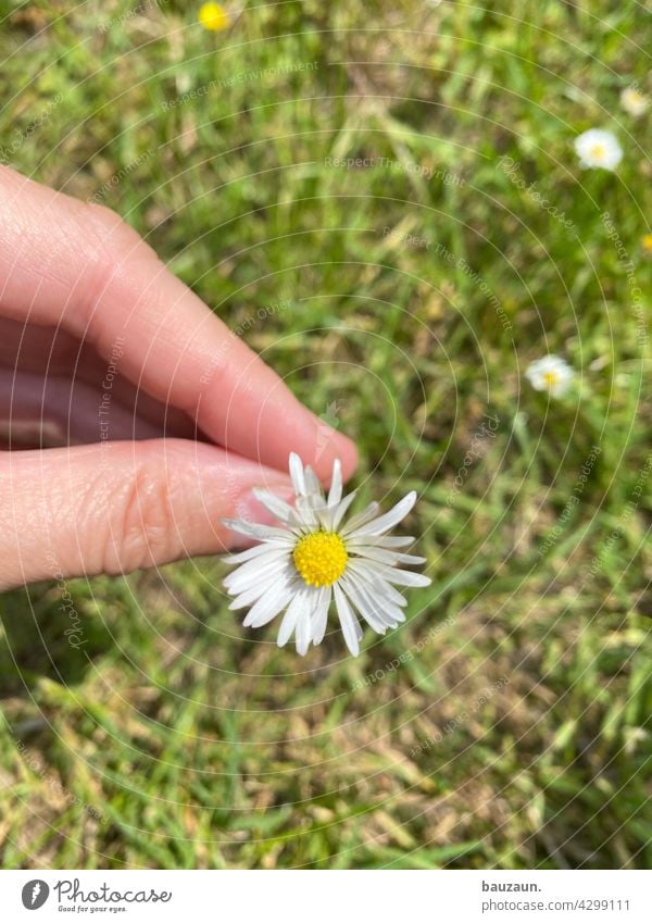 blümchen. Blume Natur Blüte Pflanze Nahaufnahme Farbfoto Außenaufnahme Detailaufnahme Garten Makroaufnahme Blühend Schwache Tiefenschärfe natürlich Frühling