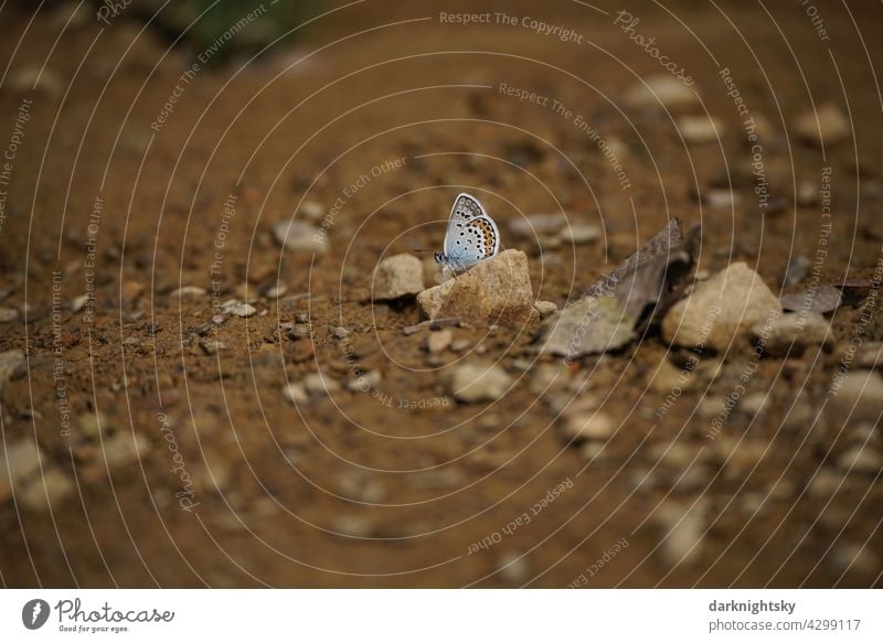 Schmetterling, Geißklee-Bläuling, Argus-Bläuling, Plebejus argus mit geschlossenen Flügeln auf vom Regen durchnässte, braunem Erdreich Falter Tagfalter