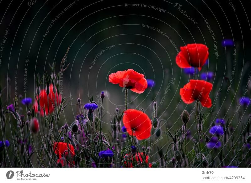 Kornblumen und roter Mohn Mohnblüte Mohnblüten Mohnblütenknospen Mohnblume mohnblumen Mohnblumenfeld Mohnblumenwiese Sommer Klatschmohn kornblumen Blume Pflanze