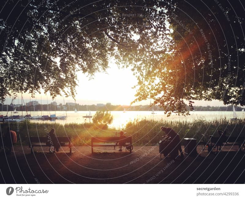 Fernsicht Abendsonne Stimmung Hamburg Alster Sonnenuntergang kitschig Bänke entspannend Feierabend Bäume Weitsicht Wasser Aussicht Menschen See Außenaufnahme