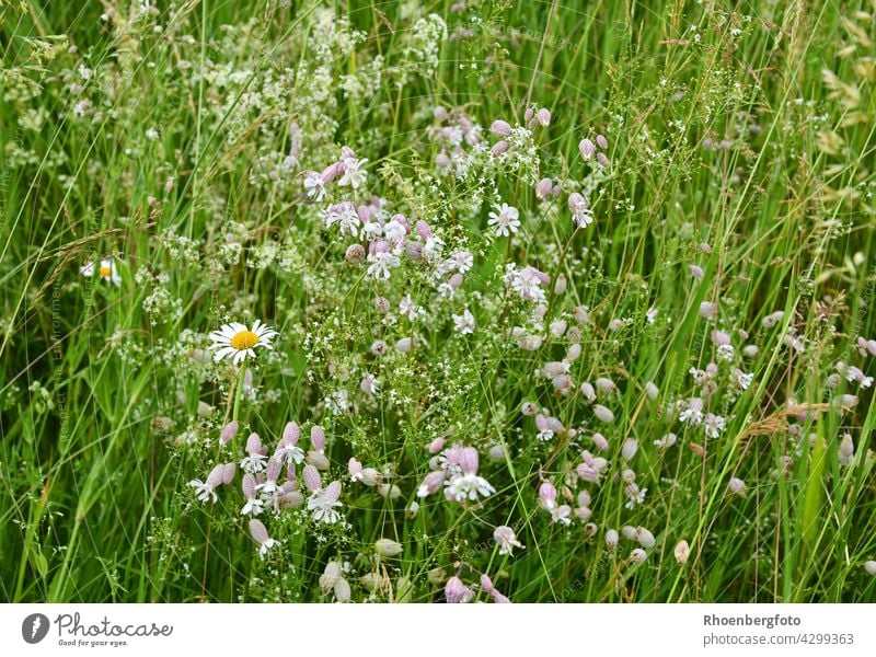 Sommerwiese mit Traubenkropf-Leimkraut und Margeriten im hohen Gras leimkraut traubenkropf-leimkraut leimkräuter blume sommer blumenwiese sommerwiese glöckchen