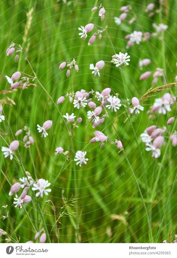 Zartes Traubenkropf-Leimkraut auf einer Sommerwiese traubenkropf-leimkraut leimkräuter blume sommer blumenwiese sommerwiese glöckchen wildblumen wildnis rhön