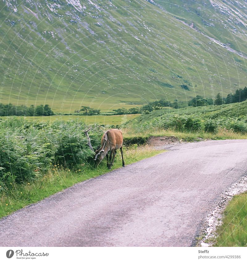 ein Hirsch weidet gelassen auf Gras am Straßenrand in Schottland schottisch Rothirsch Edelhirsch Rotwild Begegnung Freiheit freilebend friedlich nordisch