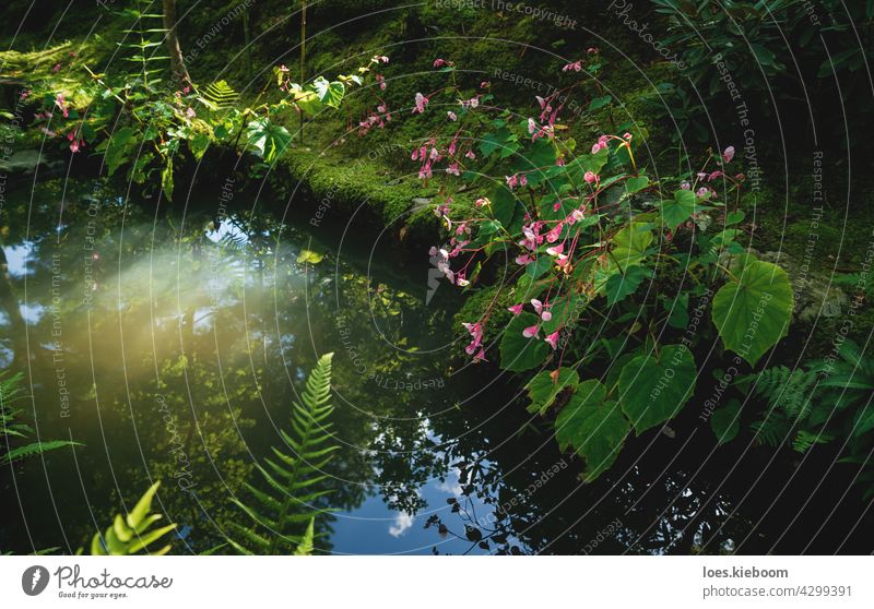 Detail der Blumen entlang eines Teiches mit Reflexionen des Waldes in einem Zen-Garten in Kyoto, Japan Baum Japanisch Wasser Natur Sonne grün friedlich