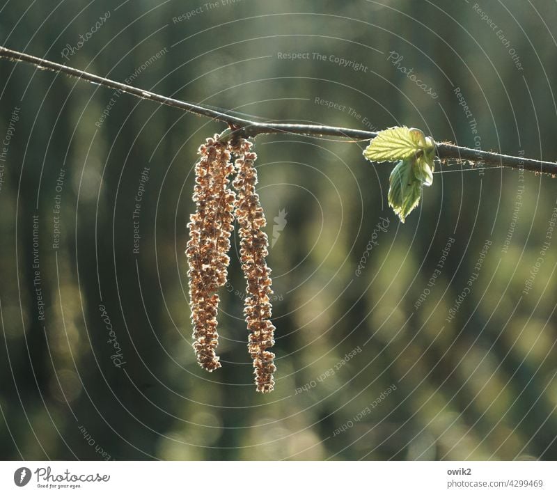 Posament Frühling zart Baum Zweig Umwelt Pflanze Natur Gegenlicht Farbfoto Hoffnung Wachstum Blühend Blüte Sträucher Flaum Ast Botanik friedlich Tageslicht