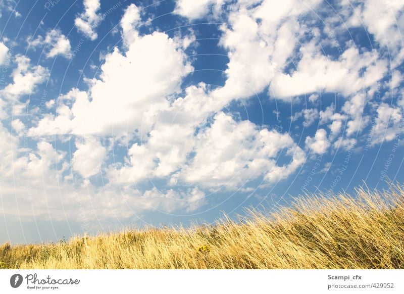 Sommerbrise Luft Himmel Wolken Horizont Sonne Sonnenlicht Schönes Wetter Wärme Gras Kornfeld Feld Brise lau Fröhlichkeit Unendlichkeit Freude Lebensfreude