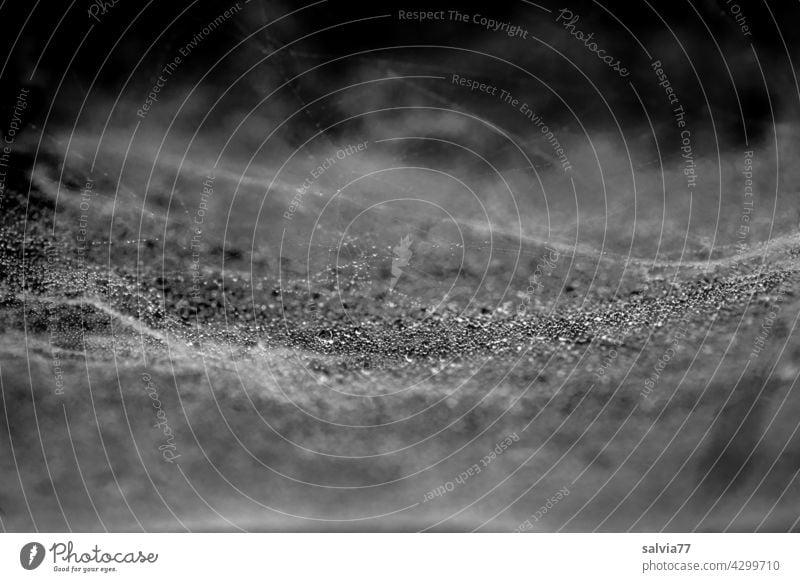 feines Gespinst mit Tautröpfchen Natur Wassertröpfchen tautroepfchen Wassertropfen Nahaufnahme nass Netz Webespinne Netzwerk Schwarzweißfoto Spinnennetz