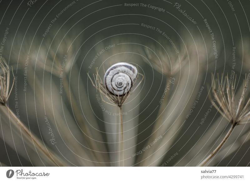 Geborgenheit Natur Schnecke Schneckenhaus Nahaufnahme Schutz Spirale Symmetrie Strukturen & Formen Zentralperspektive Muster Design Kontrast