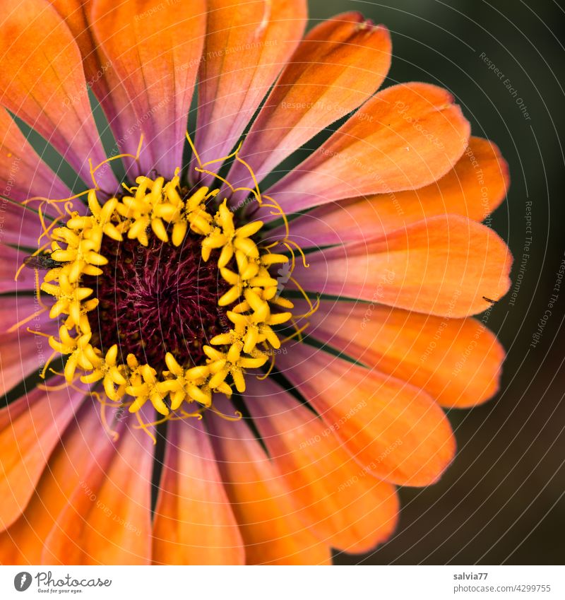 orange Zinnienblüte mit Krone und Verzierung Blüte Blume Dekoration & Verzierung Blühend Pflanze zinnie rund Sternchen Kontrast Farbfoto gelb schön Natur Sommer