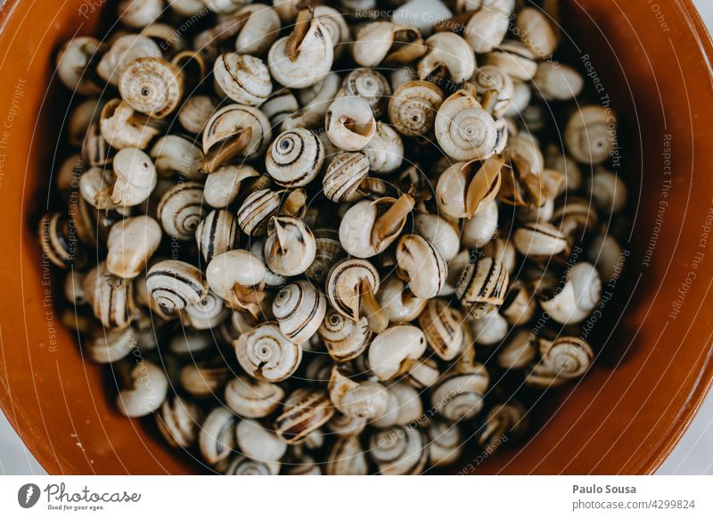 Teller mit gekochten Schnecken Karakus Riesenglanzschnecke Koch lecker Lebensmittel Restaurant Ernährung Küche Farbfoto Portugal Lissabon Feinschmecker