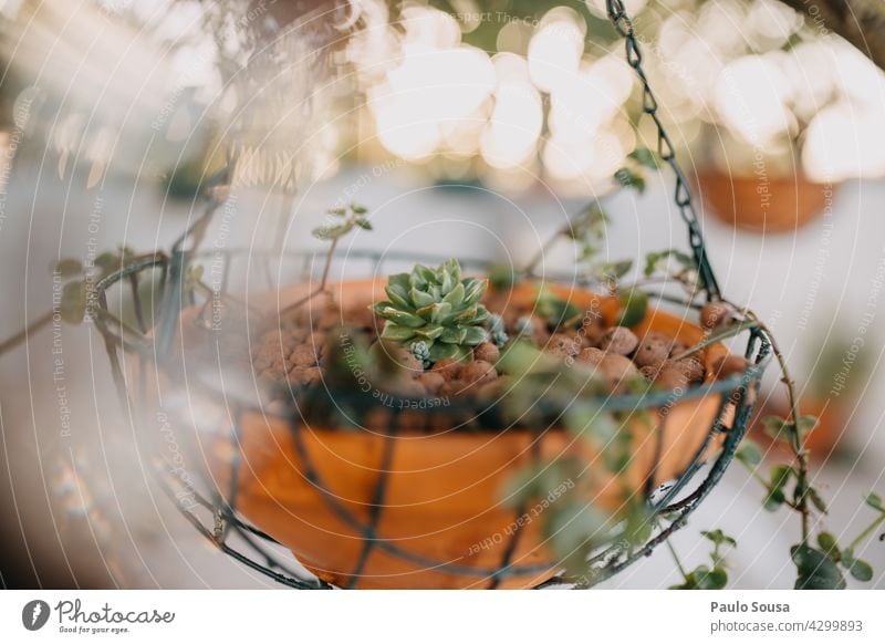 Pottes suculent eingetopft Topfpflanze sukkulent Hintergrund botanisch Pflanze Garten grün Natur Wachstum natürlich Dekoration & Verzierung Blume heimwärts Haus