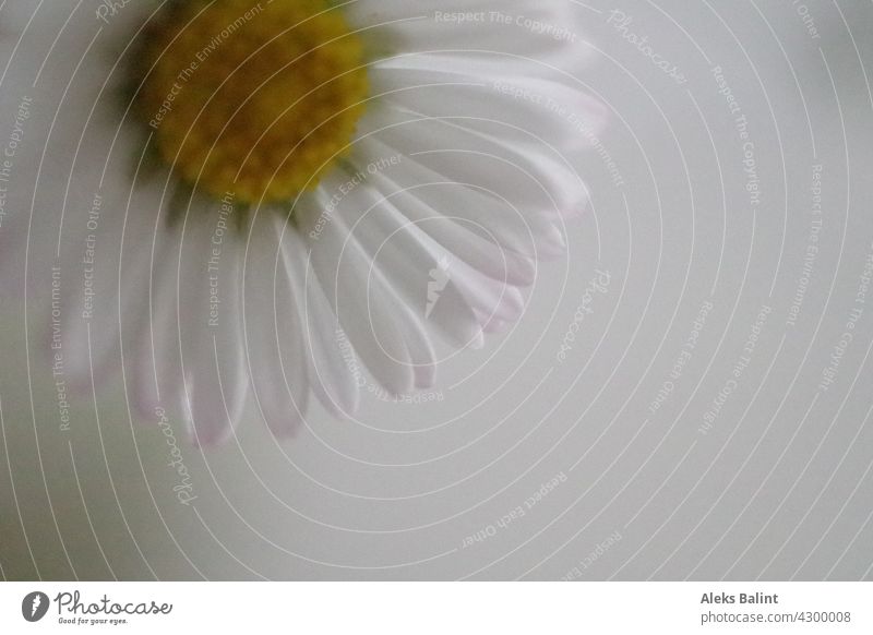 Ausschnitt eines Gänseblümchen Gänseblümchenblüten Farbfoto Blüte gelb weiß Blume Sommer Nahaufnahme Blühend Natur Makroaufnahme Menschenleer Außenaufnahme