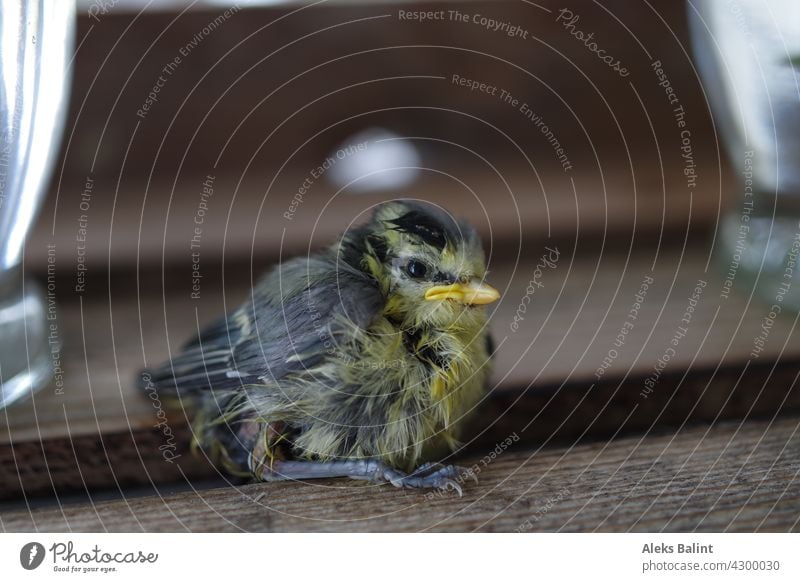 Kleiner baby Vogel Baby Küken Vogelküken Tier Farbfoto Tierjunges Außenaufnahme Natur niedlich Wildtier