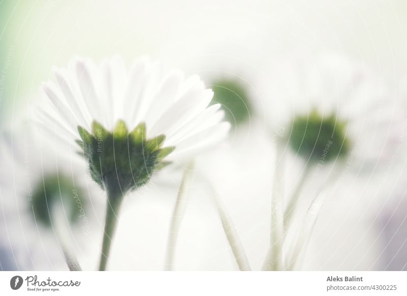 Gänseblümchen von hinten gänseblümchenwiese Wiese Sommer Blüte weiß gelb Blühend Nahaufnahme Farbfoto