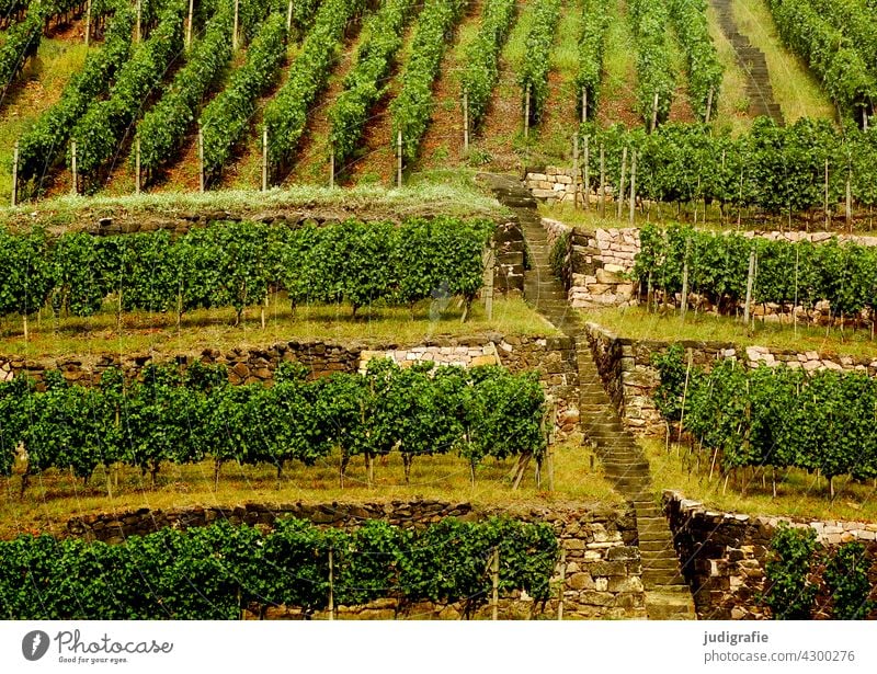 Dresdner Elbhang Dresden Wein Elbtal Weinberg Weinbau Weingut Berghang stufen Pflanze Weinrebe weinpflanze Wachstum Landschaft Außenaufnahme Reihe Ordnung grün