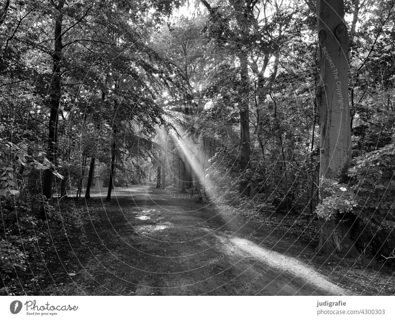 Morgens nach dem Regen im Wald Park Stadtwald Stadtpark Bäume Sonnenlicht Sonnenstrahlen morgens Natur Baum Licht Landschaft Sonnenaufgang Erwachen