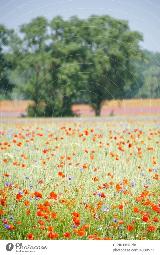 Getreidefeld mit Mohnblumen und Kornblumen getreide mohnblumen farbenfroh Himmel Wolken Acker agrar Wegrand Baum Feld Blumenmeer