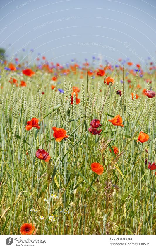 Getreidefeld mit Mohnblumen und Kornblumen getreide mohnblumen farbenfroh Himmel Wolken Acker agrar Wegrand