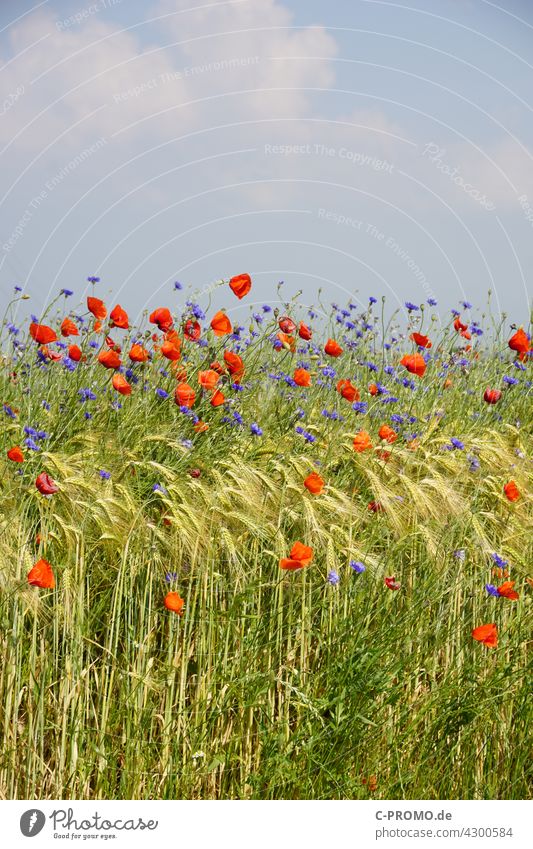 Getreidefeld mit Mohnblumen und Kornblumen getreide mohnblumen farbenfroh Himmel Wolken Acker agrar Wegrand