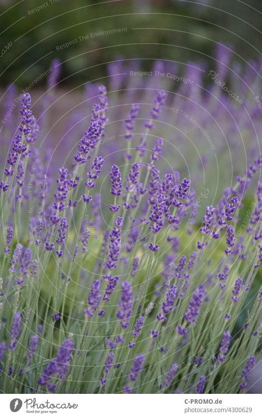 Lavendel - Lila Blumenmeer Garten Beet grün Park Natur lila Blüte Pflanze lavandula angustifolia