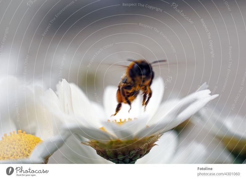 Und Abflug! Diese Blüte ist abgearbeitet. Die Biene startet und fliegt zur nächsten Blüte. Insekt Margaritte Blume Sommer Pollen Makroaufnahme Natur Honigbiene