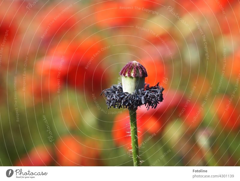 Wenn Mo(h)ntag der Friseur zu hat. Mohn Blume Blüte rot Natur Sommer Pflanze Mohnblüte Farbfoto Mohnfeld Außenaufnahme Feld Wiese Menschenleer Klatschmohn