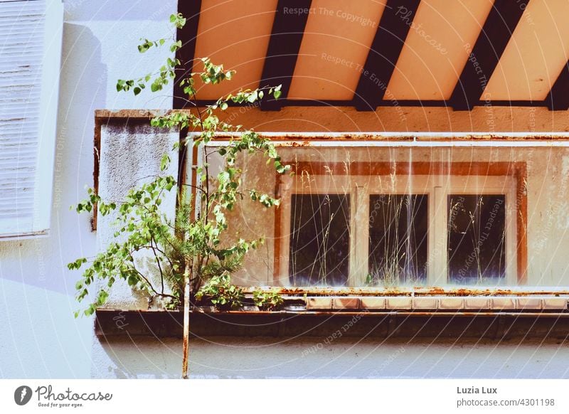 Natur kehrt zurück oder eine Birke wächst auf einem verwahrlosten Balkon Leerstand Frühling Fassade Sonnenlicht Sonnenschein widerstandsfähig zäh genügsam