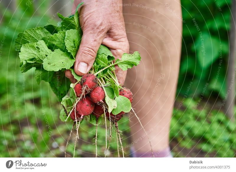 Frische Bio-Rettichernte in Frauenhand Landwirt organisch Lebensmittel Ernte Gartenarbeit natürlich Gemüse frisch Hinterhof Hände Pflanze Gesundheit Hand