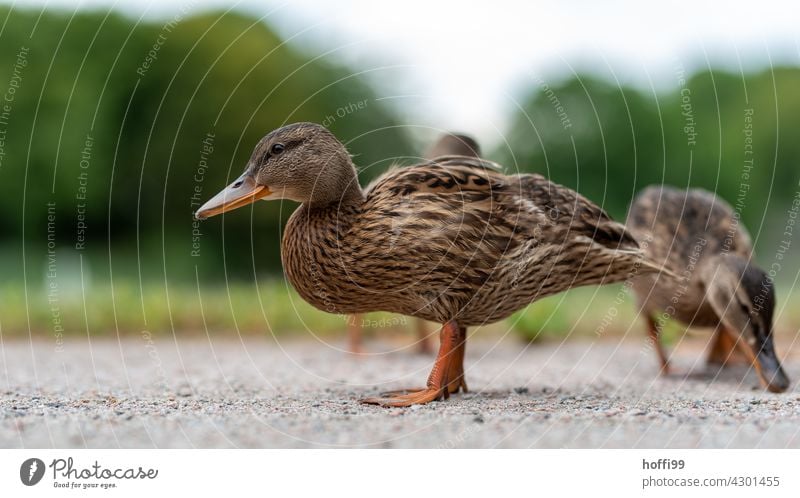 junge Ente im Halbprofil Entenvögel Tier Farbfoto Entenküken Tierjunges niedlich Sommer Park Stadtpark Teich Vogel