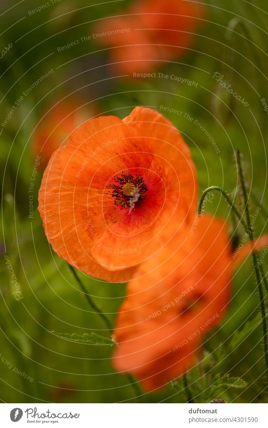 rote Mohnblüte vor grünem Hintergrund Mohnblume Klatschmohn Natur natürlich Sommer Pflanze Blume Wiese Mohnfeld Außenaufnahme Feld roter mohn mohnwiese Idylle