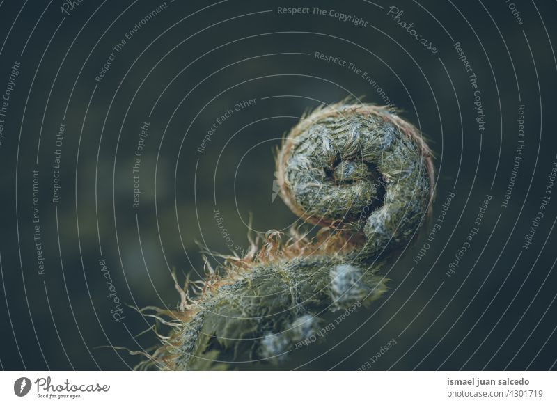 Spirale eines grünen Farnblattes in der Natur im Frühling Wurmfarn Blatt Spiralform Pflanze Blätter abstrakt Textur texturiert Garten geblümt dekorativ